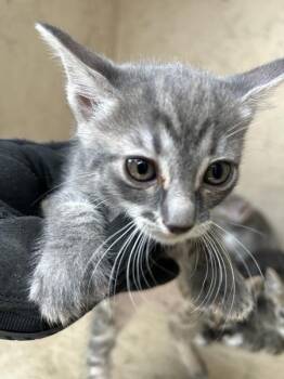Cinnamon -  Domestic Short Hair Cat for Adoption in Victorville, California - Cinnamon | PetCurious