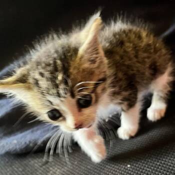 Domestic Short Hair Cats Available for Adoption in Volcano, Hawaii - Tiburon | PetCurious