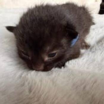 Astro (blue) -  Domestic Short Hair Cat for Adoption in Talent, Oregon - Astro (blue) | PetCurious