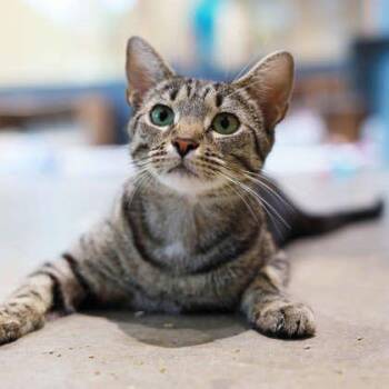 Acadia -  Domestic Short Hair Cat for Adoption in Atlanta, Georgia - Acadia | PetCurious