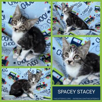 Spacey Stacey -  Domestic Short Hair Cat for Adoption in Corpus Christi, Texas - Spacey Stacey | PetCurious