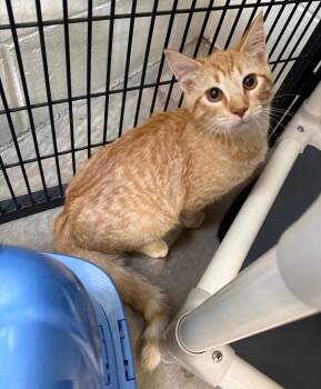 Barn Cat Odis -  Domestic Short Hair Cat for Adoption in Gillette, Wyoming - Barn Cat Odis | PetCurious