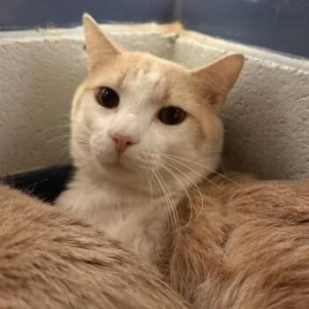 Domestic Short Hair Cats Available for Adoption in Pittsburgh, Pennsylvania - Toast And Jalapeno | PetCurious