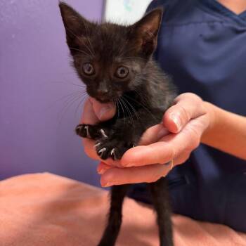 Tess -  Domestic Medium Hair Cat for Adoption in Englewood, Florida - Tess | PetCurious