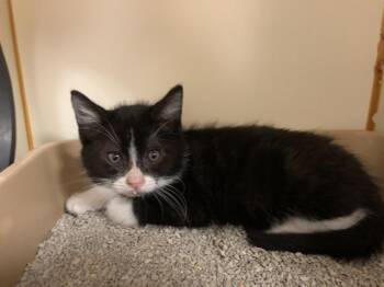 Domestic Medium Hair Cats Available for Adoption - A1902623 | PetCurious