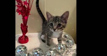 Domestic Short Hair Cats Available for Adoption in Groveland, Massachusetts - Mateo | PetCurious