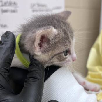 Amanda -  Domestic Short Hair Cat for Adoption in Winston-salem, North Carolina - Amanda | PetCurious