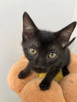 MacBeth -  Domestic Short Hair Cat for Adoption in Corpus Christi, Texas - MacBeth | PetCurious