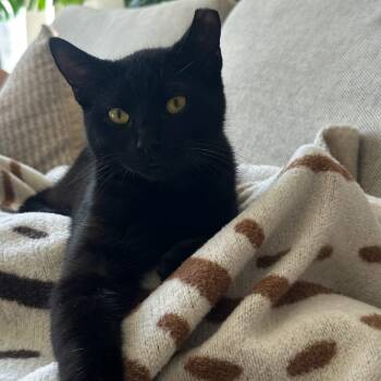 Rescue Domestic Short Hair Cats for Adoption in Long Beach, California - Ollie | PetCurious