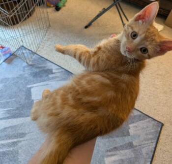 Domestic Short Hair Cats Available for Adoption in Lake Orion, Michigan - Kip | PetCurious