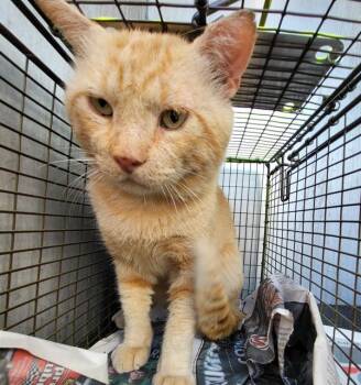 MERV -  Domestic Short Hair Cat for Adoption in San Antonio, Texas - MERV | PetCurious