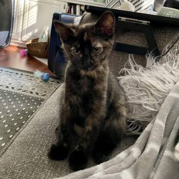 Rescue Domestic Short Hair Cats for Adoption in Richmond, Virginia - Filly | PetCurious