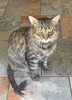 WALL-E -  Tabby and Domestic Medium Hair Cat for Adoption in Capshaw, Alabama - WALL-E | PetCurious