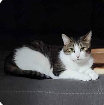 Rescue Domestic Short Hair Cats for Adoption in Manchester, Connecticut - Richard Female | PetCurious