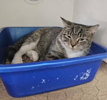 Gemma -  Domestic Short Hair Cat for Adoption in Fall River, Massachusetts - Gemma | PetCurious