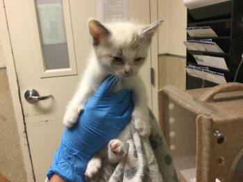 Domestic Short Hair Cats Available for Adoption in Riverside, California - ANNA | PetCurious