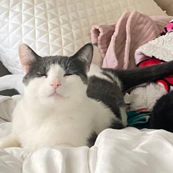Knox -  Domestic Short Hair Cat for Adoption in Bristol, Indiana - Knox | PetCurious