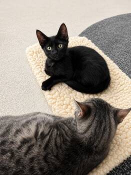 Pistachio -  Domestic Short Hair Cat for Adoption in Rio Linda, California - Pistachio | PetCurious