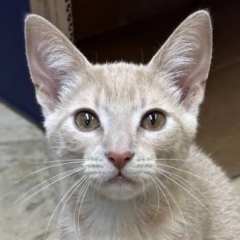 Taki -  Domestic Short Hair Cat for Adoption in Crystal Lake, Illinois - Taki | PetCurious