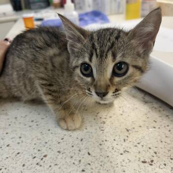 Domestic Short Hair Cats Available for Adoption in Auburn, Alabama - Kalahari | PetCurious