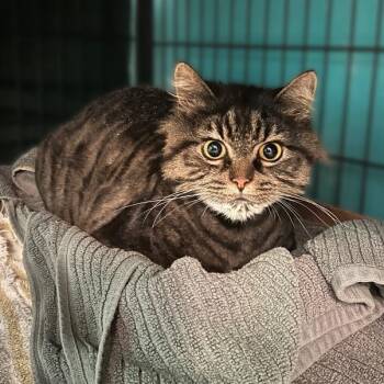 Cubby -  Domestic Long Hair Cat for Adoption in Davenport, Iowa - Cubby | PetCurious