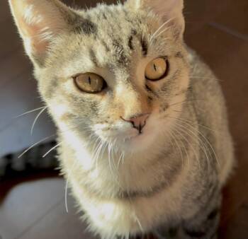 Rocky -  Tabby and Domestic Short Hair Cat for Adoption in Vaughan, Ontario - Rocky | PetCurious