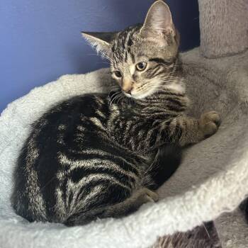 Opalite -  Domestic Short Hair Cat for Adoption in Cambridge, Ontario - Opalite | PetCurious