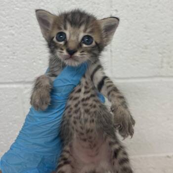 Cecilia -  Domestic Short Hair Cat for Adoption in Edinburg, Texas - Cecilia | PetCurious