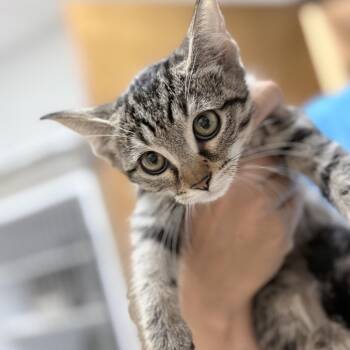 Sable-2447 -  Domestic Short Hair Cat for Adoption in Tyler, Texas - Sable-2447 | PetCurious