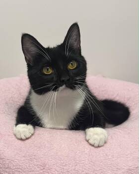 Domestic Short Hair Cats Available for Adoption in Harrison Township, New Jersey - Meadow | PetCurious