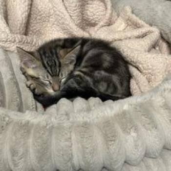 Taz -  Domestic Short Hair Cat for Adoption in Spokane, Washington - Taz | PetCurious