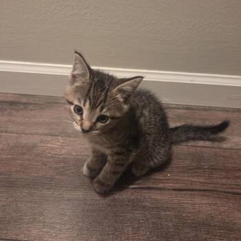 Callic -  Domestic Short Hair Cat for Adoption in Columbia, Missouri - Callic | PetCurious