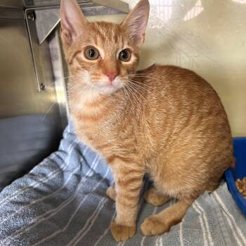 Oliver -  Domestic Short Hair Cat for Adoption in Margate, Florida - Oliver | PetCurious
