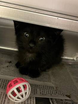 Aaron -  Domestic Short Hair Cat for Adoption in Nacogdoches, Texas - Aaron | PetCurious