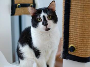 Desire -  Domestic Short Hair Cat for Adoption - Desire | PetCurious