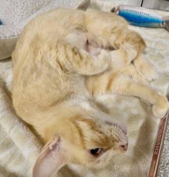 Domestic Short Hair Cats Available for Adoption in San Juan Capistrano, California - Fondue | PetCurious