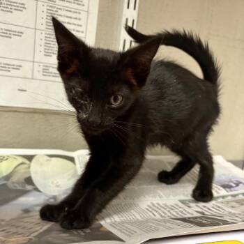 Gordon -  Domestic Short Hair Cat for Adoption in Yuma, Arizona - Gordon | PetCurious