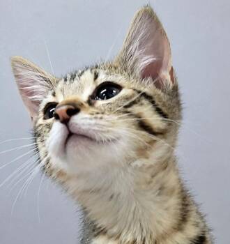 Kitten Coldstone -  Tabby Cat for Adoption in Cuyahoga Falls, Ohio - Kitten Coldstone | PetCurious
