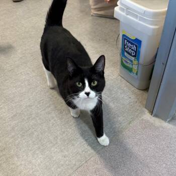 Domestic Short Hair Cats Available for Adoption in Branford, Connecticut - Mary Jane | PetCurious