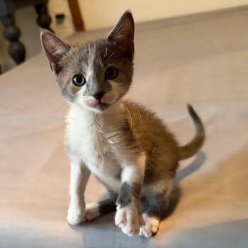 Dewey -  Domestic Short Hair Cat for Adoption in Chattanooga, Tennessee - Dewey | PetCurious