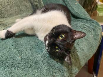 Lana -  Domestic Short Hair Cat for Adoption in Flint Hill, Virginia - Lana | PetCurious