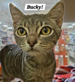 Bucky -  Domestic Short Hair and Tabby Cat for Adoption in San Antonio, Texas - Bucky | PetCurious