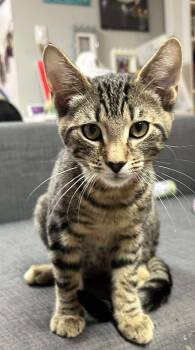 Rescue Domestic Short Hair Cats for Adoption in Winslow Township, New Jersey - Garnet | PetCurious