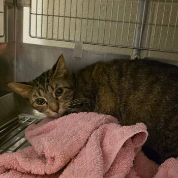 Lilac -  Domestic Short Hair Cat for Adoption in Goshen, Indiana - Lilac | PetCurious