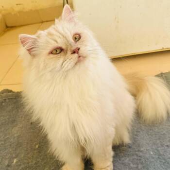 Persian and Himalayan Cats Available for Adoption in Brampton, Ontario - Carrot | PetCurious