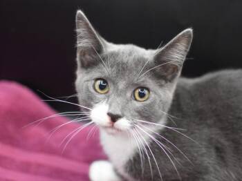 Diana -  Domestic Short Hair Cat for Adoption in Portland, Oregon - Diana | PetCurious