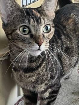 Rescue Domestic Short Hair Cats for Adoption in Albany, New York - Macie | PetCurious