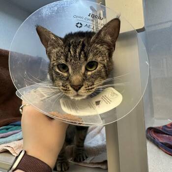 Domestic Short Hair Cats Available for Adoption in Pittsburgh, Pennsylvania - Saleen | PetCurious