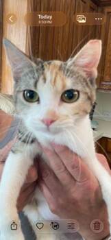 Domestic Short Hair Cats Available for Adoption - Amanda | PetCurious
