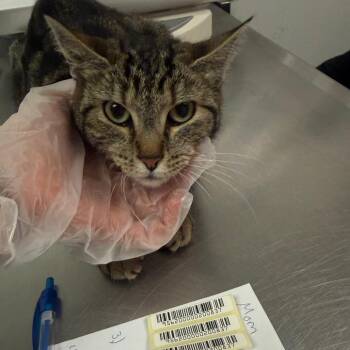 Clover -  Domestic Medium Hair Cat for Adoption in Charleston, West Virginia - Clover | PetCurious